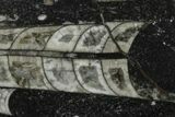 Polished Fossil Orthoceras (Cephalopod) - Morocco #138404-1